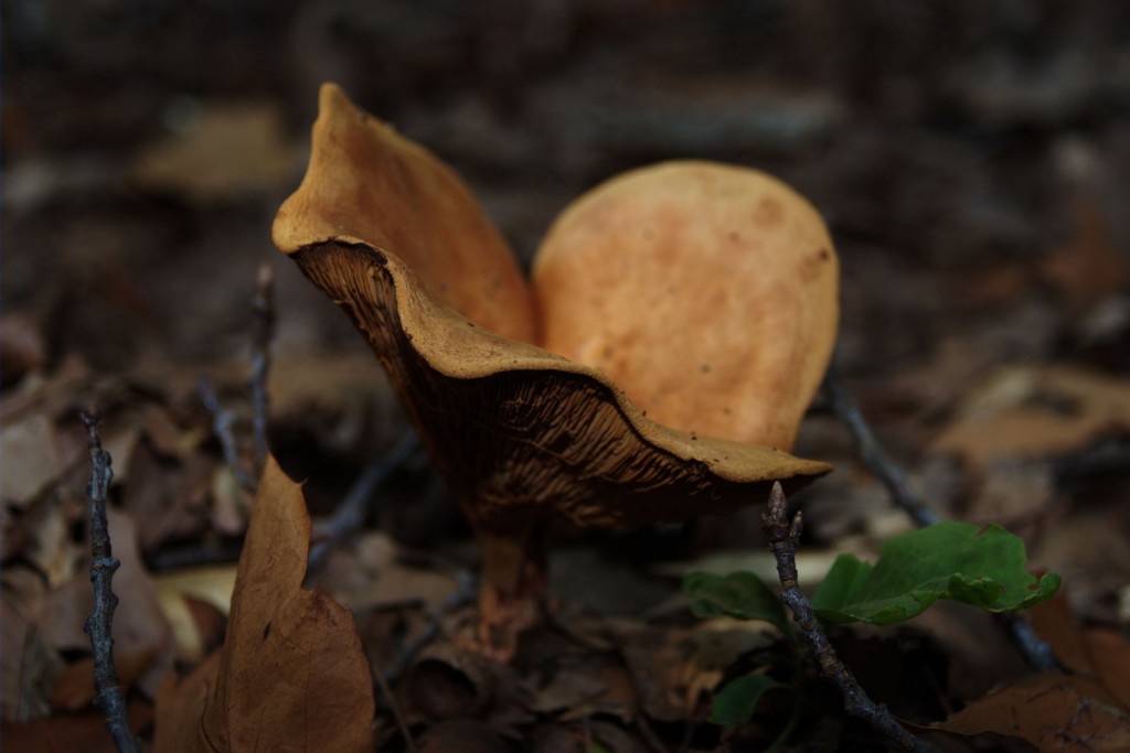 Paddestoel